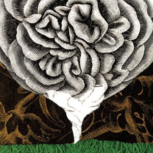 Flower Tornado - Strange Uncle