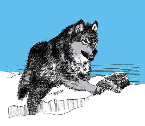 Wolf Running - Strange Uncle